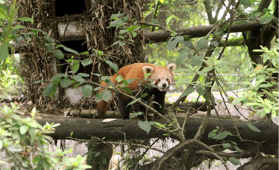 20 red pandas to make a home in the forests, Artificial diet, feeding  device for mosquitoes, Study finds three asymptomatic monkeypox cases, A  multilateral platform in a polarised world